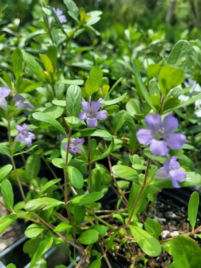 Twinflower Fits Partly Shaded Borders In Warm Florida Gardens