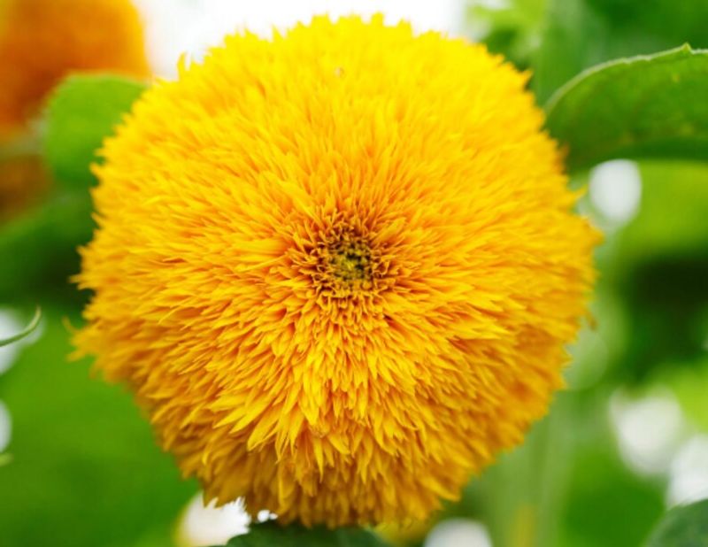 Teddy Bear Adds Soft Texture With Fluffy Golden Blooms