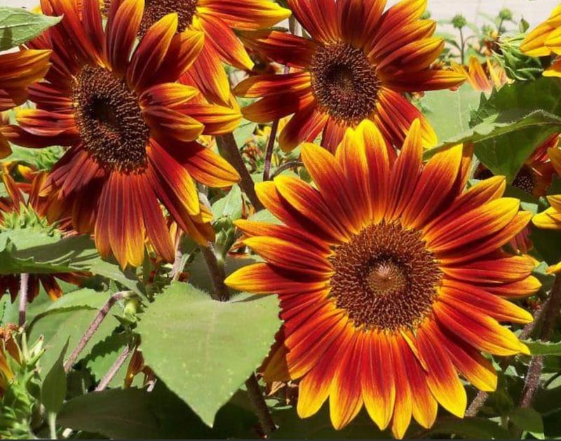 Little Becka Adds Multicolored Blooms On Branching Plants