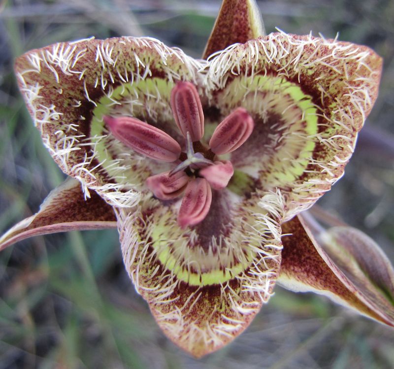 Tough Soils Grow Rare Beauties