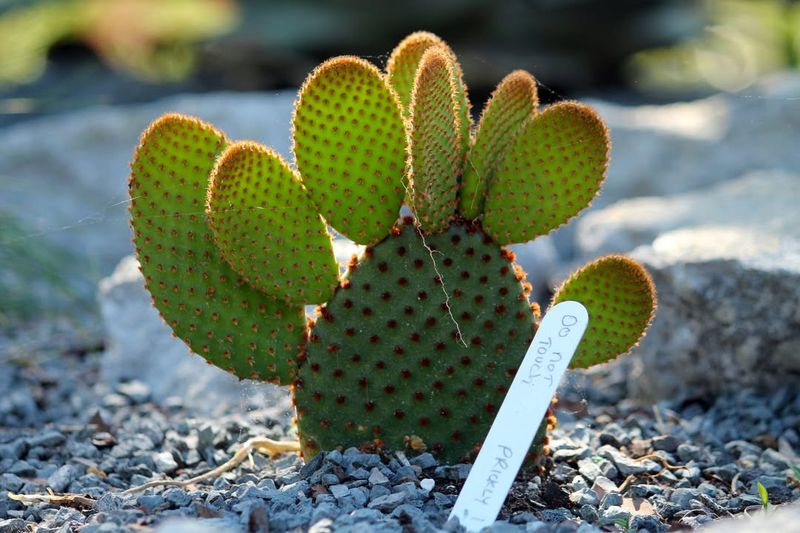 Provide A Cool Winter Dormancy Period