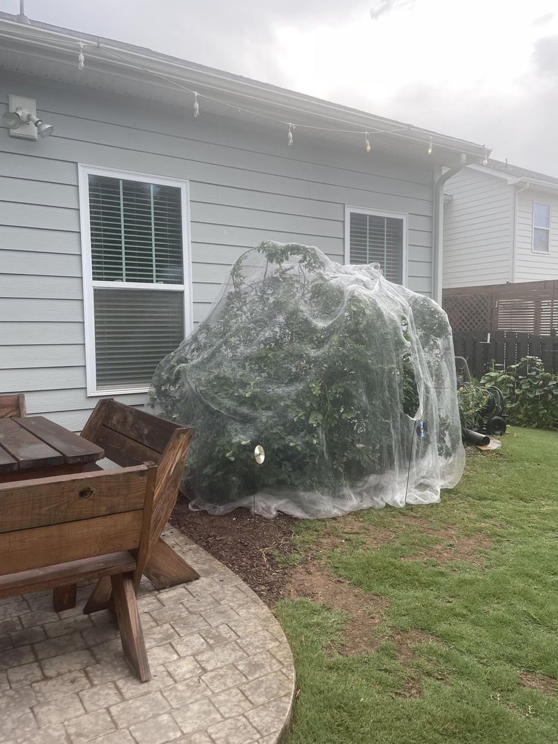 Bird Protection Before Berries Change Color