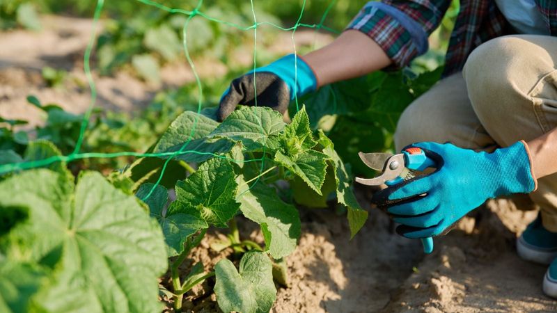 Avoid Overpruning During Peak Production