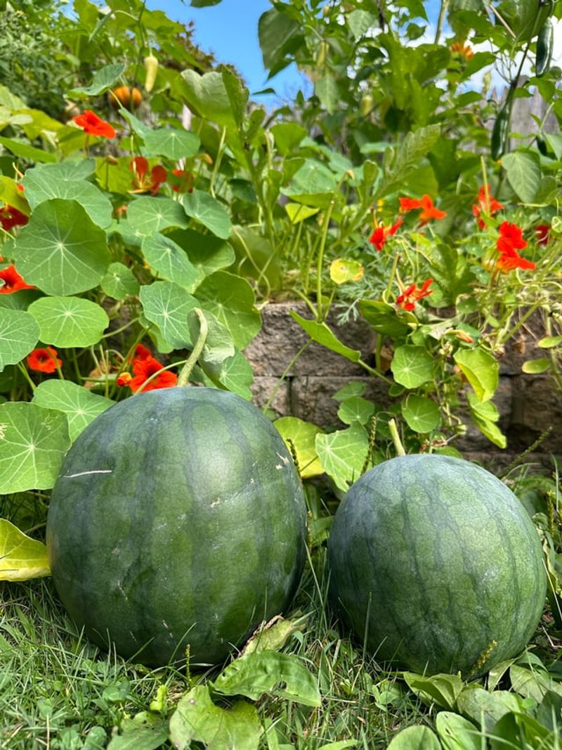 Maintain Water And Feeding Until Harvest