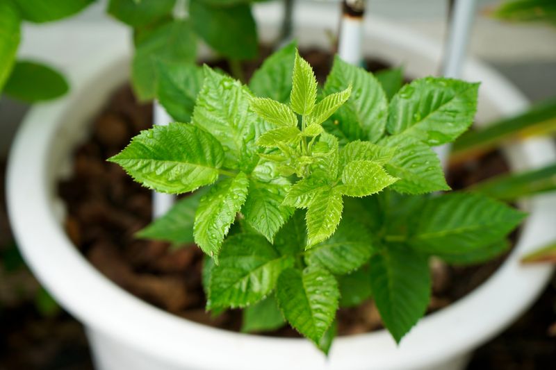 Spring Feeding Supports Strong Growth