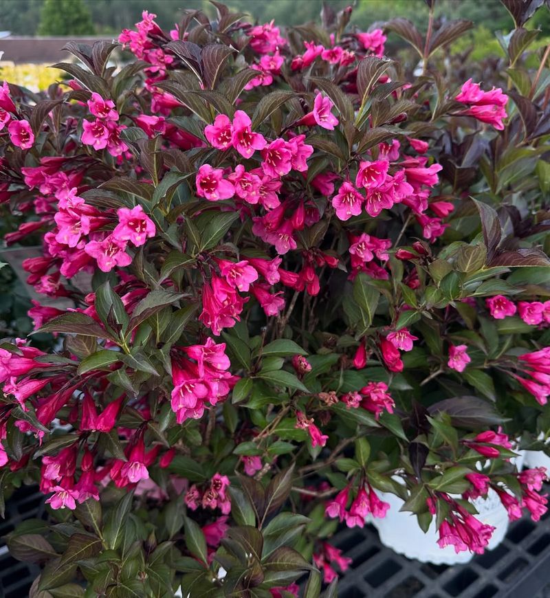 Boost Weigela Before Flowering Season Kicks In