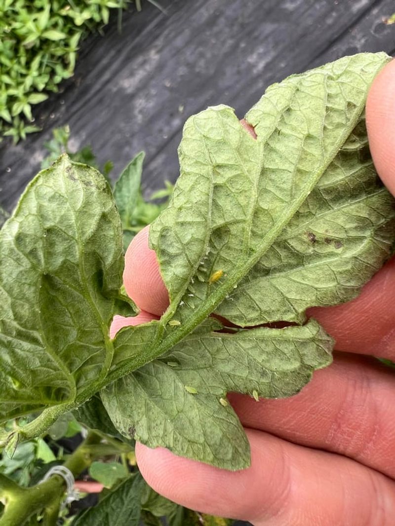 Monitor For Common California Pests