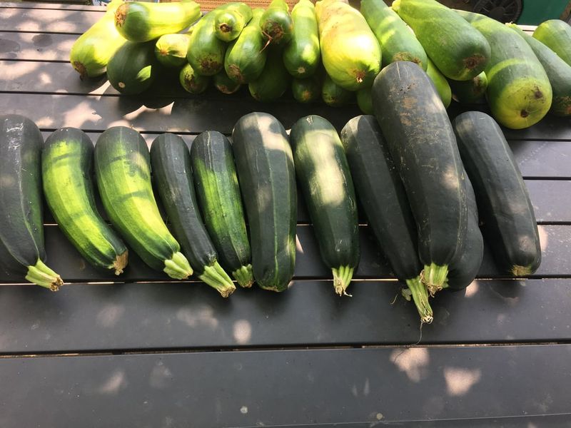 Harvest Frequently To Encourage Continuous Production