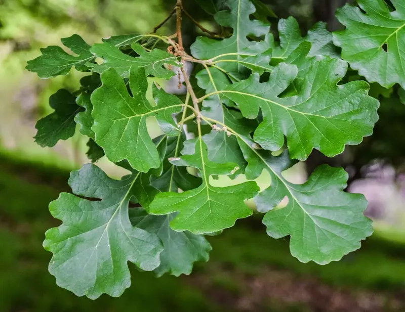 Extremely Long-Lived And Remarkably Low Maintenance