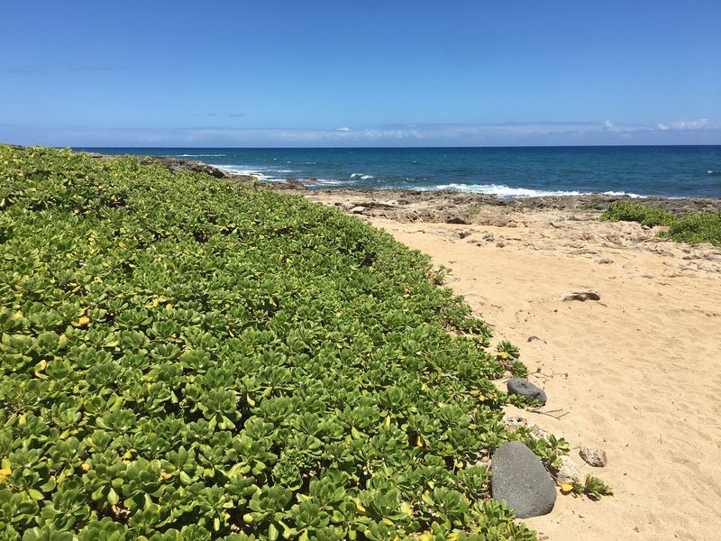 Beach Naupaka Causes Coastal Issues