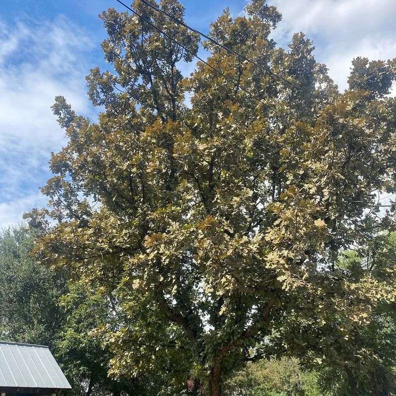 Handles Summer Heat And Drought Like A Champion