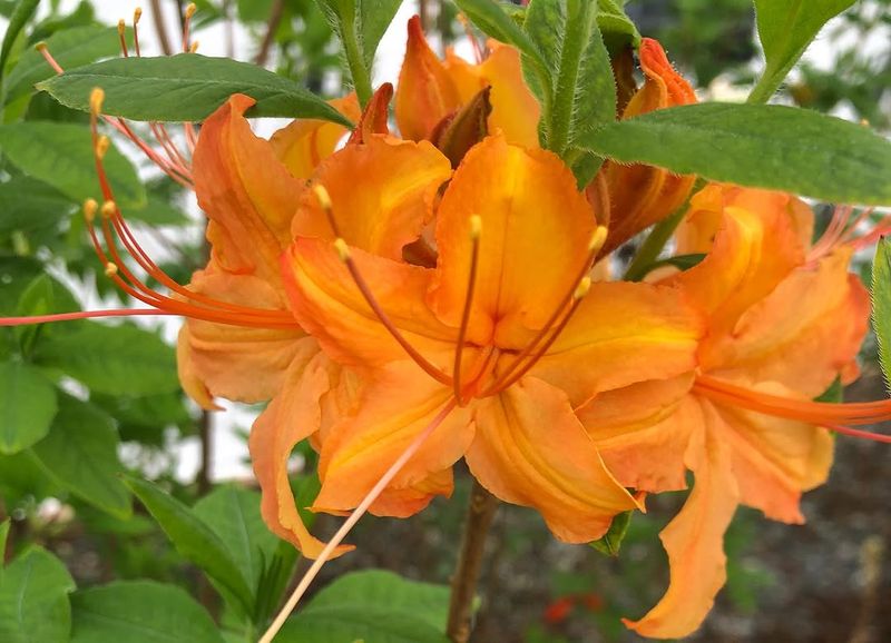 Flame Azalea Keeps The Garden Glowing Into Late Spring