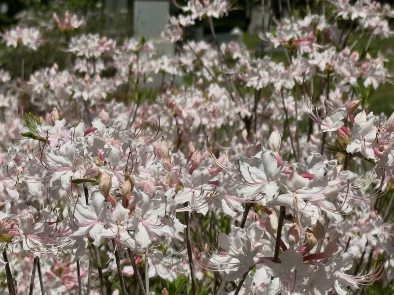 Coastal Azalea (Rhododendron atlanticum)
