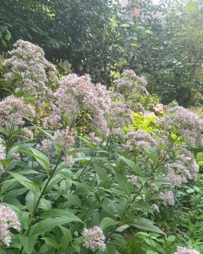Joe-Pye Weed