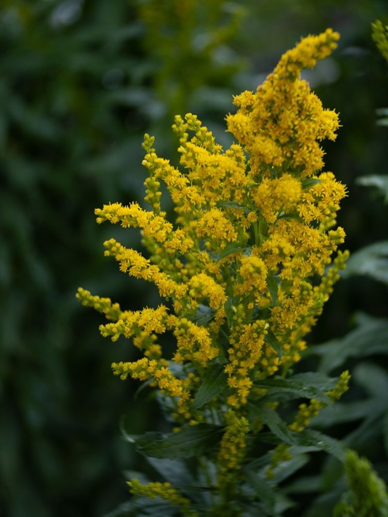 Goldenrod (Solidago rugosa)