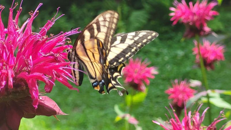 Bee Balm Turns Up The Backyard Action Fast