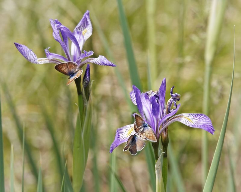 Blue Flag Iris Adds Strong Pondside Appeal For Dragonflies
