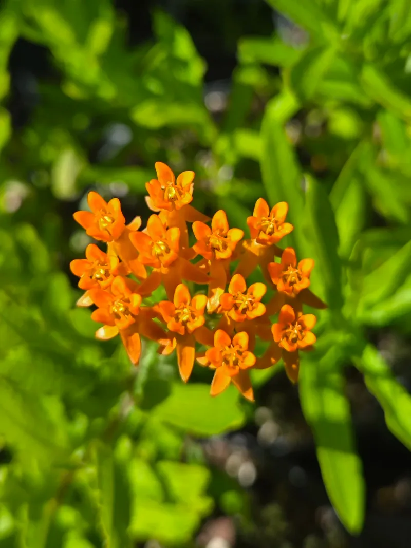 Butterfly Milkweed Adds Bright Orange Spring Blooms