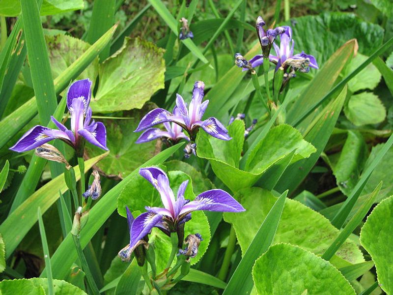 Blue Flag Iris Handles Soggy Garden Conditions With Ease