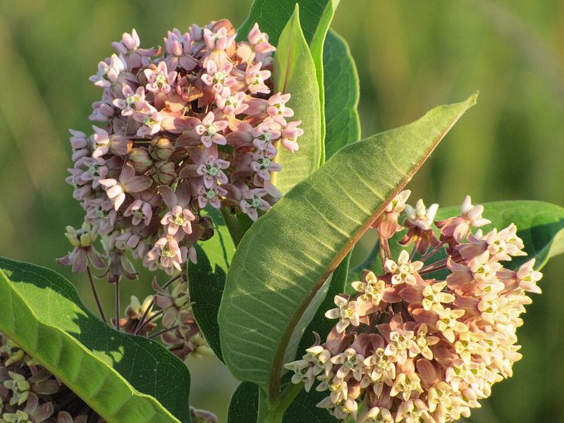 Common Milkweed Supports Monarchs In Bigger Spaces