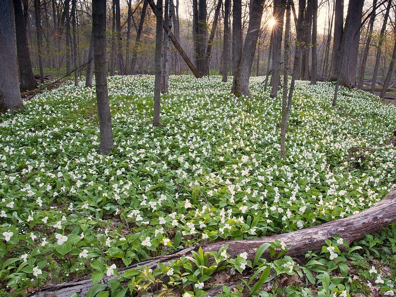 Trillium Is The Signature Bloom Of Michigan's Acid Forest Floor