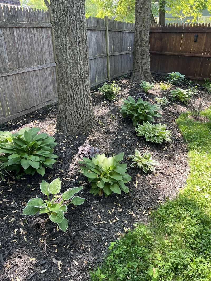 Plant Shade Lovers That Won't Fight The Roots