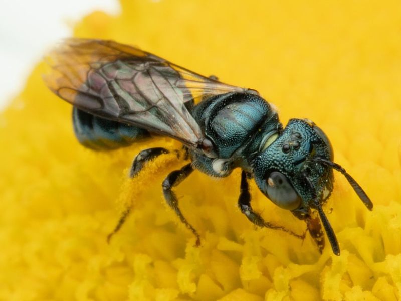 Small Carpenter Bees Nesting In Stems And Quietly Pollinating
