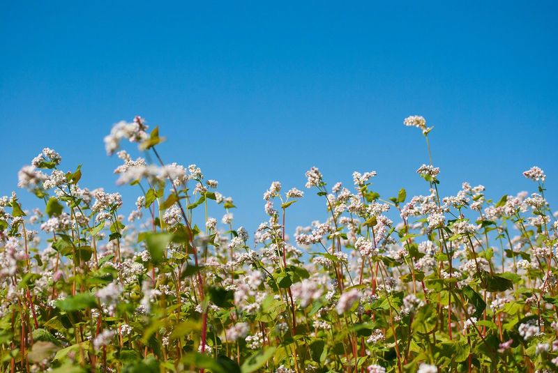 Buckwheat Fills Open Space With Fast Growth