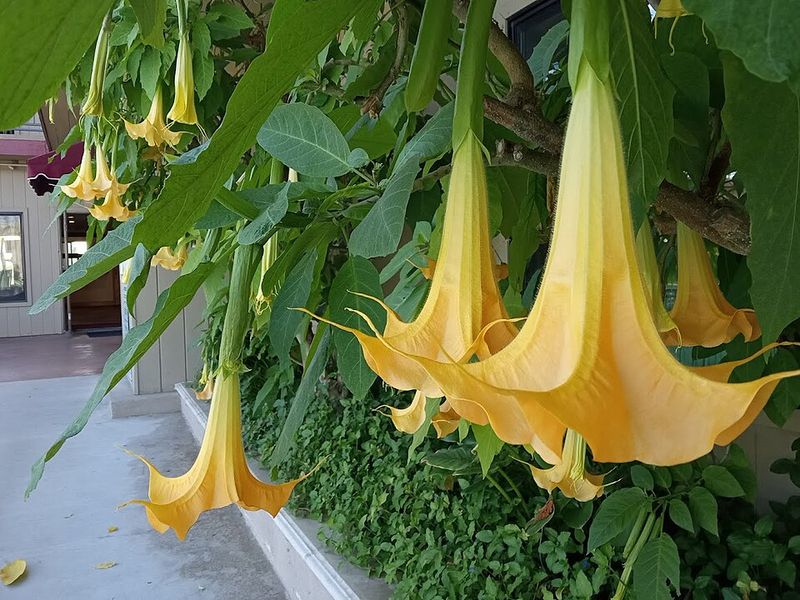 Angel's Trumpet Fills The Air With Strong Evening Scent