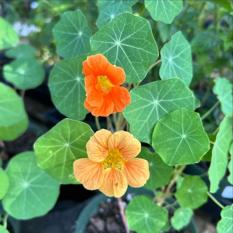 Nasturtiums Trap Aphids And Keep Them Away From Other Plants