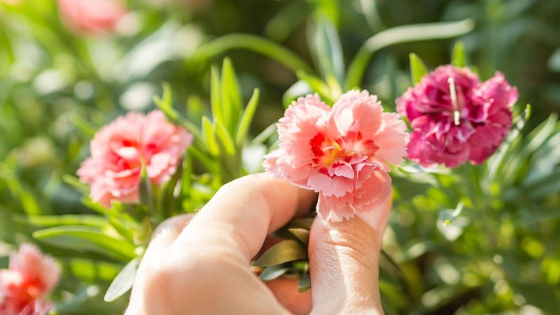 Dianthus Rebloom After a Quick Trim