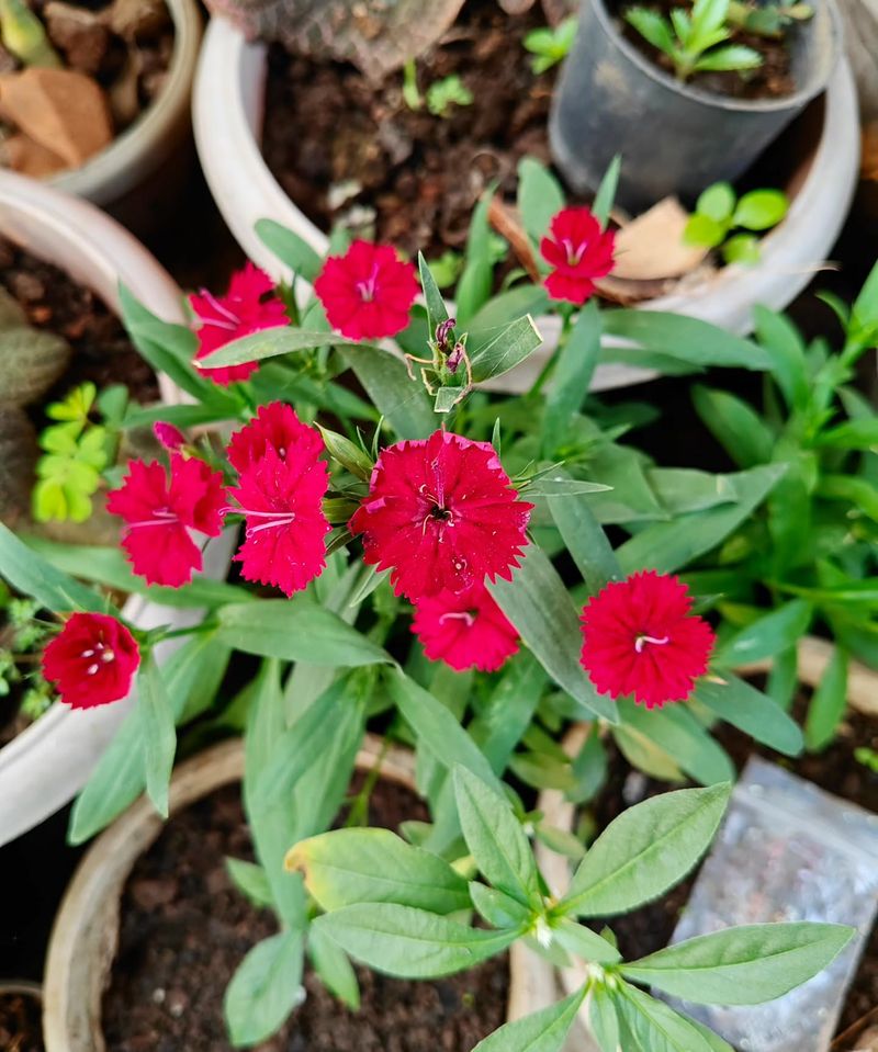 Dianthus (Dianthus Spp.)
