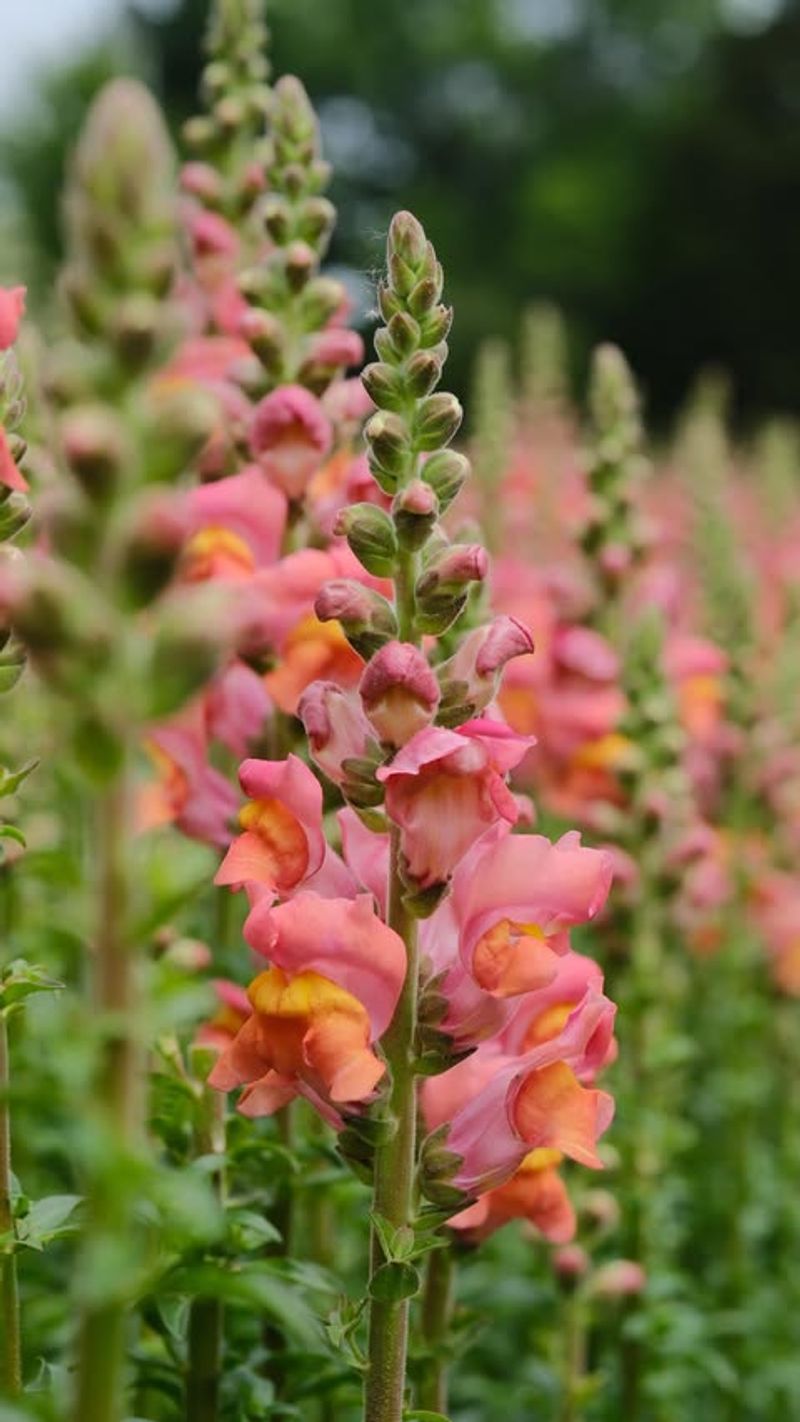 Snapdragons (Antirrhinum majus)