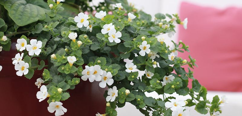 Bacopa Gives Baskets That Extra Something
