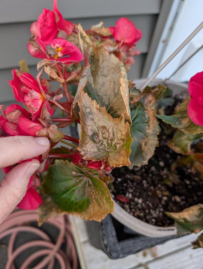 Begonias Struggle In Dry, High-Heat Conditions