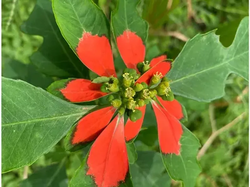 Euphorbia That Adds An Airy Touch