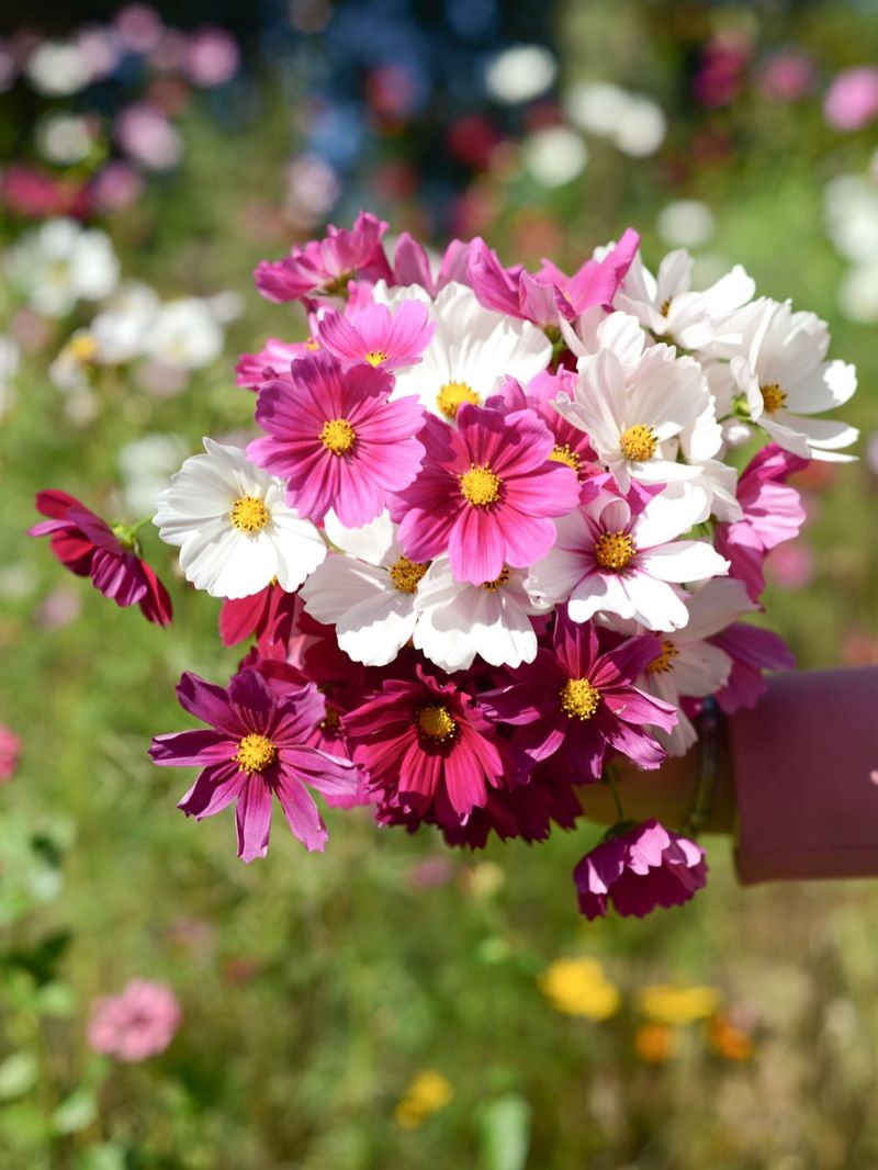 Cosmos Swaying Lightly With Airy Flowers