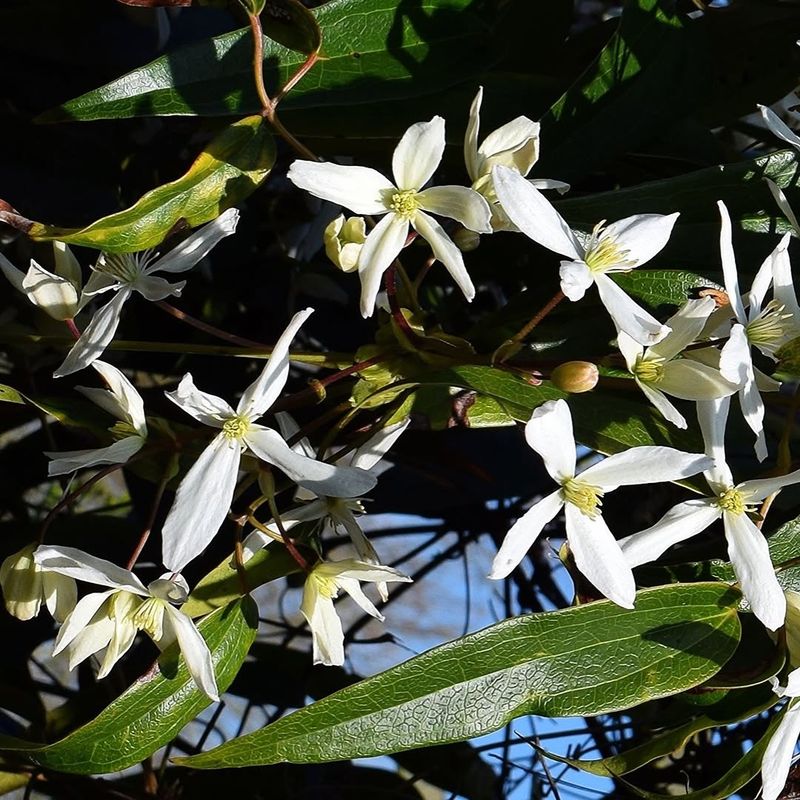 Evergreen Clematis Produces Early White Blooms