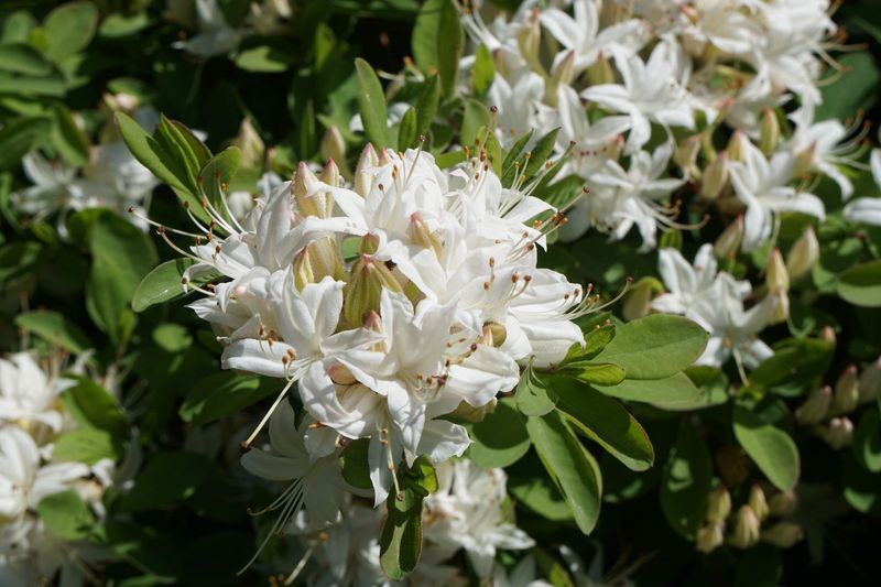 Swamp Azalea (Rhododendron viscosum)