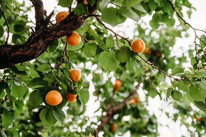 Apricot Needs A Gentle Approach In April