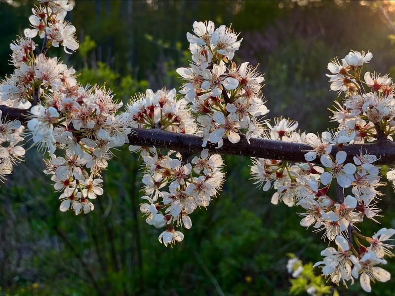 Plum Blooms Face Trouble When Spring Stays Wet