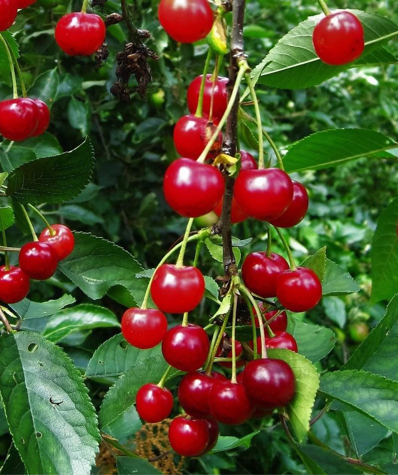 Tart Cherry Trees With Bright Red Cherries Perfect For Baking