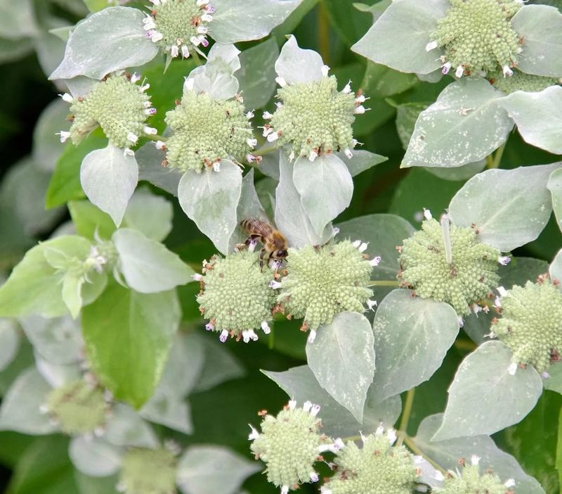 Mountain Mint (Pycnanthemum spp.)