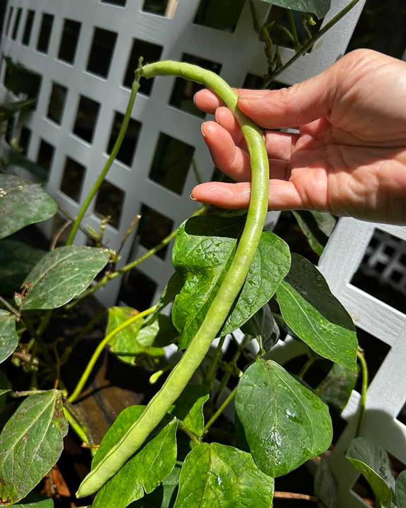Snap Beans Quick Yields With Easy Care
