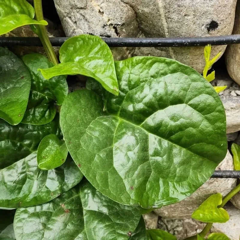 Malabar Spinach Handles Heat While Growing Vigorously