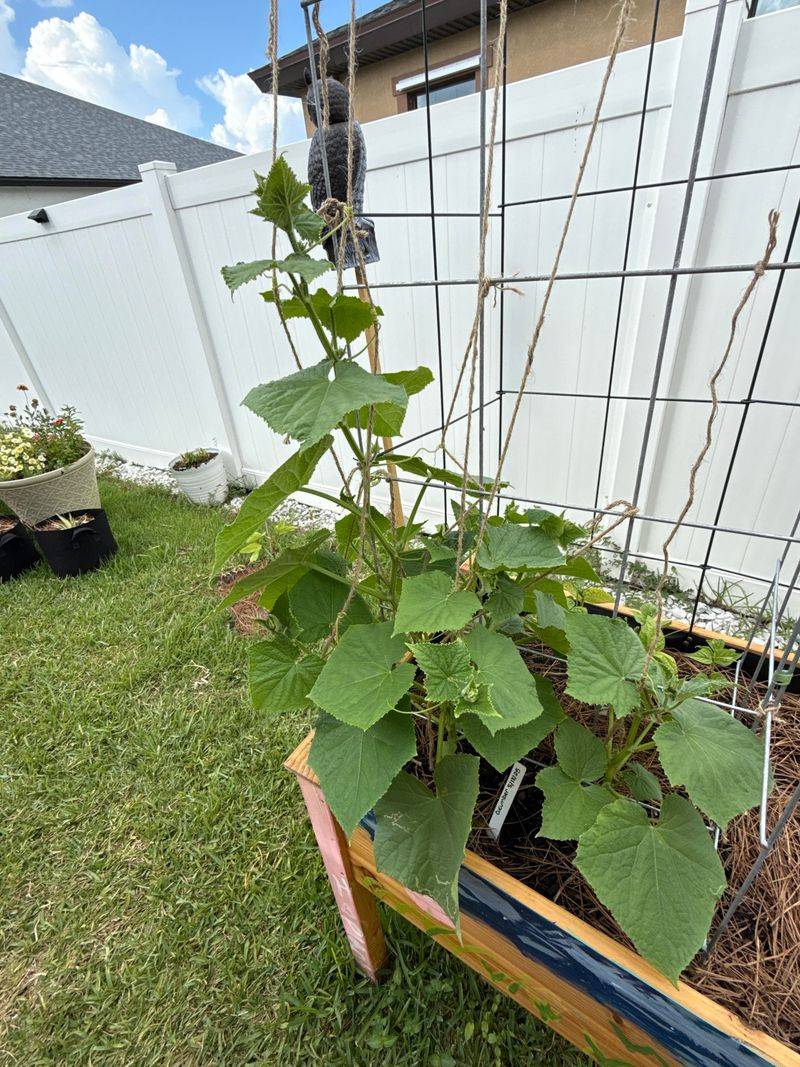 Cucumbers Grow Fast As Temperatures Rise