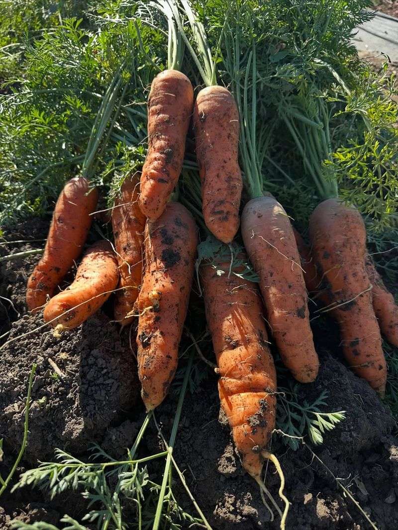Carrots (Daucus carota subsp. sativus)