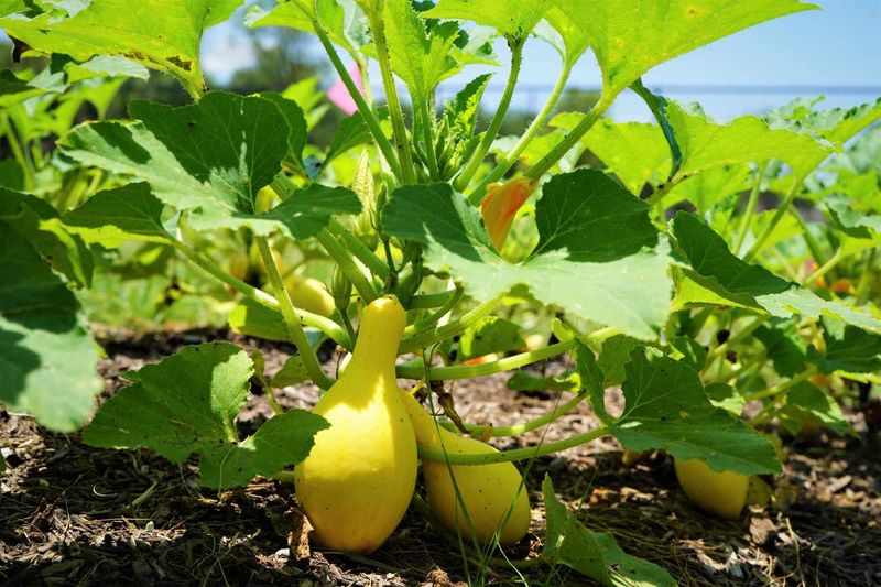 Summer Squash 