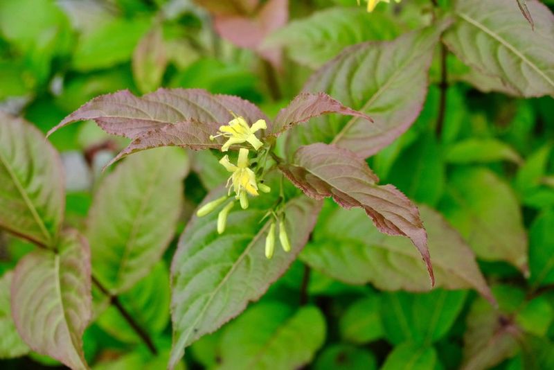 Northern Bush Honeysuckle Easy Color In Full Sun