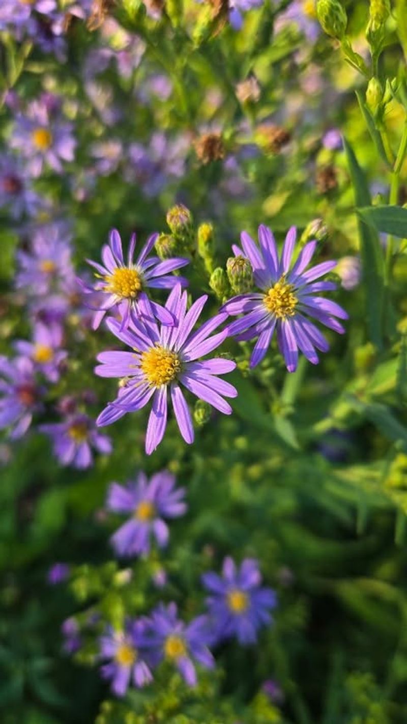 Smooth Aster (Symphyotrichum Laeve)